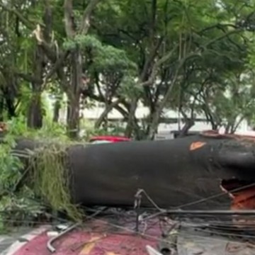 Árvore cai no bairro do Parnamirim e deixa trânsito bloqueado; moradores da área estão sem energia