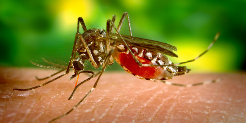 Outros 28 casos confirmados foram para chikungunya