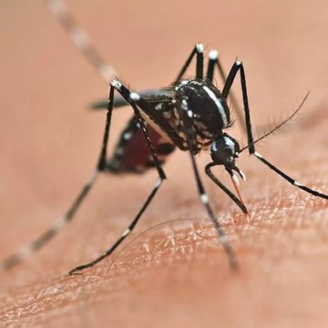 Secretaria de Saúde do Recife reforça orientações para evitar focos do mosquito Aedes aegypti