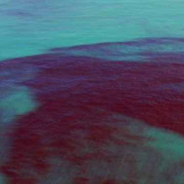 Maré vermelha: casos suspeitos de intoxicação sobem para 338