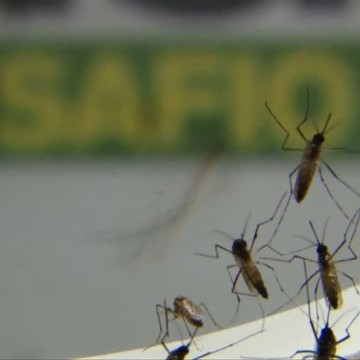 Laboratório japonês pede incorporação da vacina contra dengue no SUS