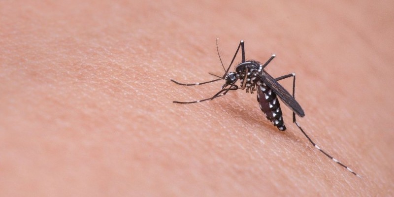 Aumento de 135,8% nos casos de chikungunya e de 61,8% nos casos de zika registrados no Estado 