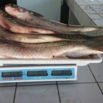  Jaboatão reúne técnicos e recomenda a suspensão de comércio do peixe arabaiana