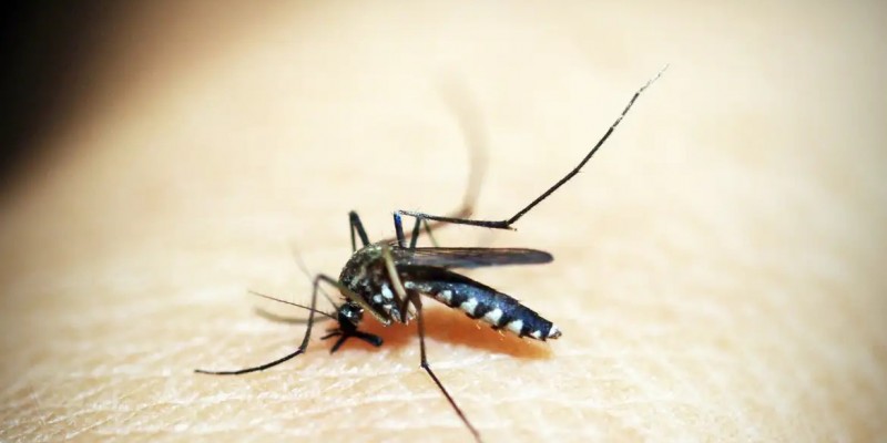 Termo dengue hemorrágica deixou de ser usado pela OMS em 2009