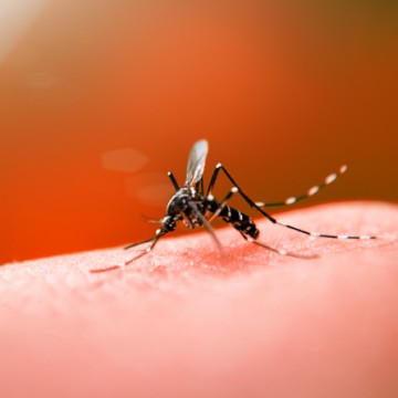 Vacina contra a dengue do Butantan atinge eficácia de 79,6%
