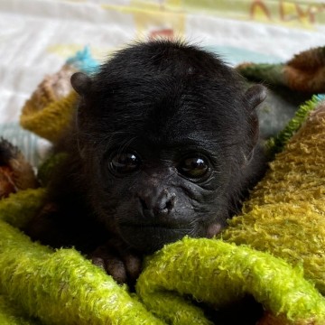 Espécie ameaçada de extinção, bebê macaco Guariba é o mais novo morador do Parque Dois Irmãos