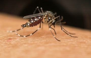 Dengue no Brasil Deixa EUA em Alerta